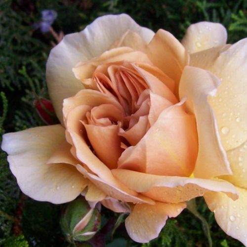 Virágágyi floribunda rózsa - Rózsa - Café® - Online rózsa vásárlás